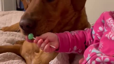 Baby Shares Lollipop with her Dog Friends