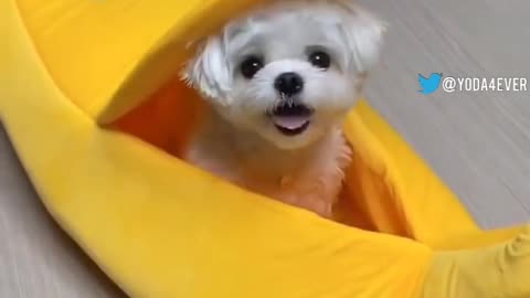 Puppy In A Banana
