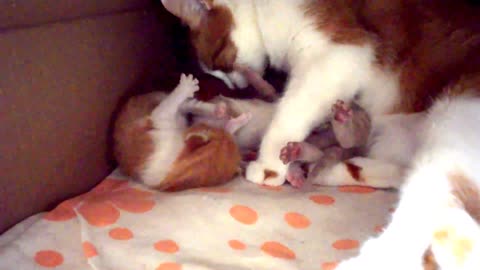 Gata mamá se acurruca amorosamente con sus gatitos recién nacidos