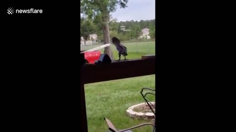 HILARIOUS dancing PARROT goes viral, fans can't get enough of his funky moves!