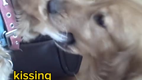 Dog kissing