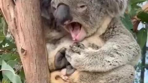 Beautiful koala bear