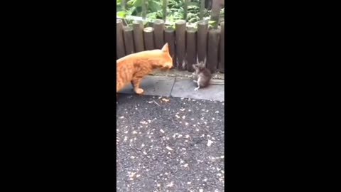 funny fight between a cat and a mouse