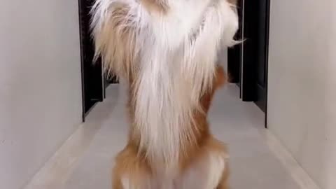 Dancing dog on dance