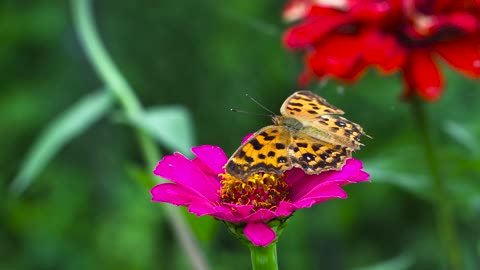 butterfly perch