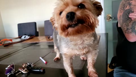 Yorkie Smiles For The Camera