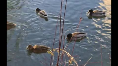 Cute Ducks Swimming🦆🦆