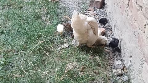 Hen & Chicks Bond