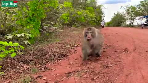 Dog and monkey play action prank and Make Funny.