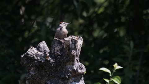 Really fun how the bird hides behind a tree in the woods