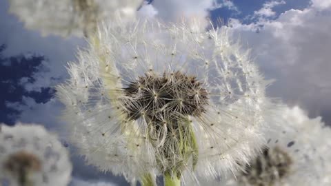 Dandelion clock opening time lapse with clouds moving in background