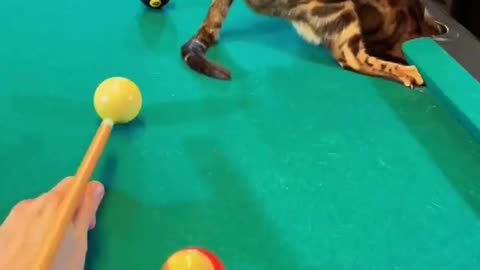 Bengal Cat Referee is Distracted 😂 _shorts