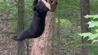 Bear Hangs Out in a Tree