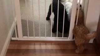 Puppy easily slips through doggy gate