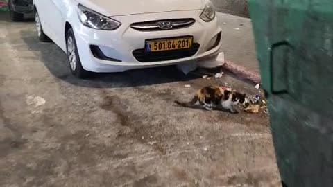 Series1: Jerusalem cats Day7 (Vid6/6)