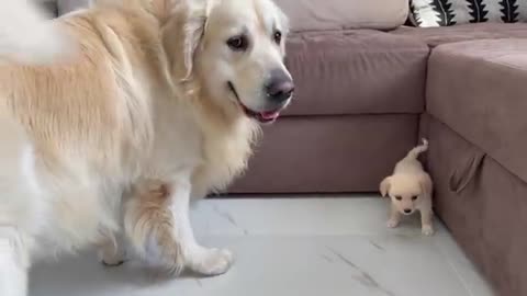 Golden Retriever Meets a Puppy like himself