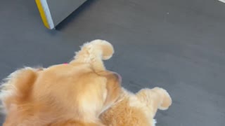 Service Dog Boards Plane With Her Favorite Toy