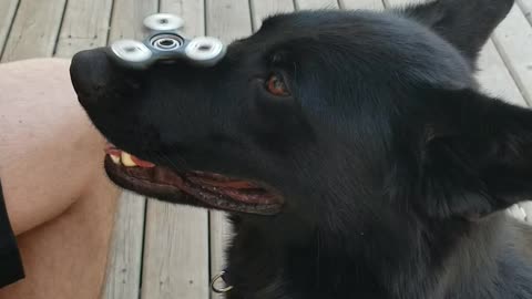 German Shepherd Dog Shows Off Cool Trick