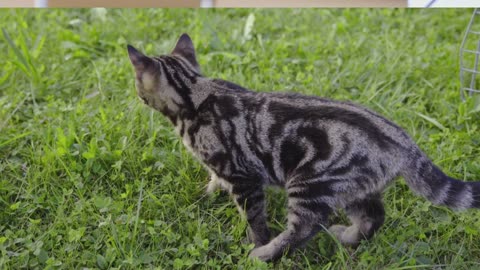 Unbelievable Facts About How Cats See the World