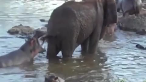 The elephant was surrounded by hippos