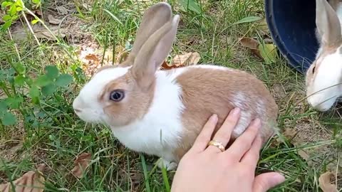 cute rabbit | cute animals video compilation | baby bunny-12