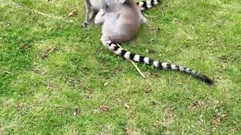 About ring-tailed lemurs