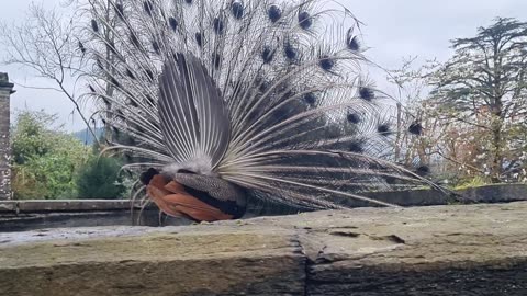 Beautiful Peacock In North Wales.