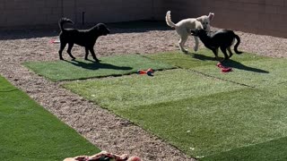 Doodles and Doberman playing