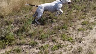 Katy's country dog park