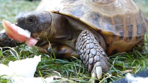 Turtles Eating And Staying In The Lake Are Cute Funny