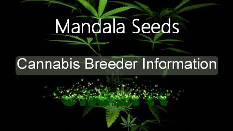 Mandala Seeds - Cannabis Strain Series - STRAIN TV