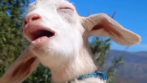 funny Goat 🐐 goat laughing 😂