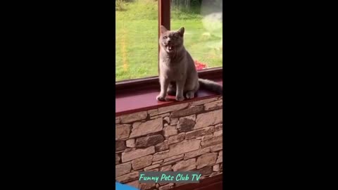 Funny animal Video