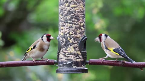 The wonderful goldfinch