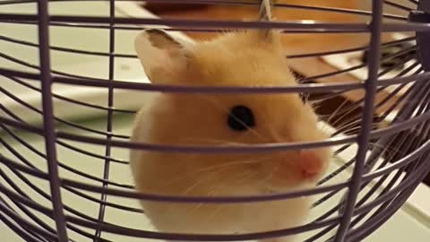 Cutest hamster alive goes for adorable wheel run