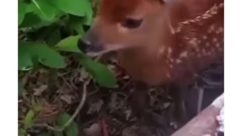 Deer baby lost their mom🥹