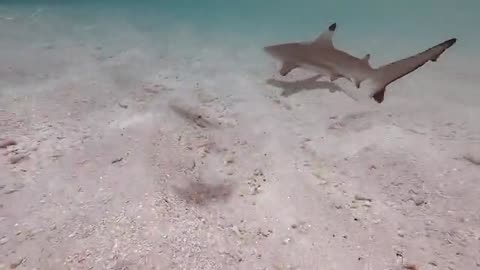 Shark swimming