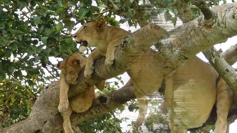 Tree-Climbing lions of Ishasha