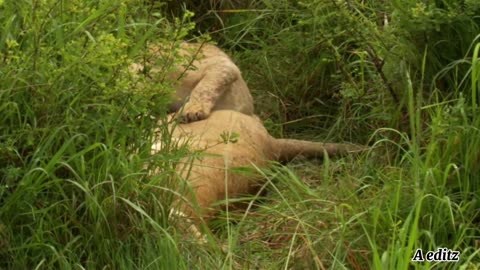 Mother liones hunts warthog