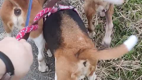 Beagles bums shake