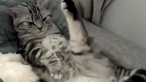 Funny cat video 😂😂
