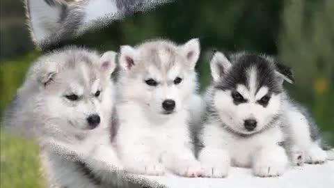 Photos of Husky Puppies Cuties / Cute Puppies / The Most Beautiful Puppies in the World #2022 #2023