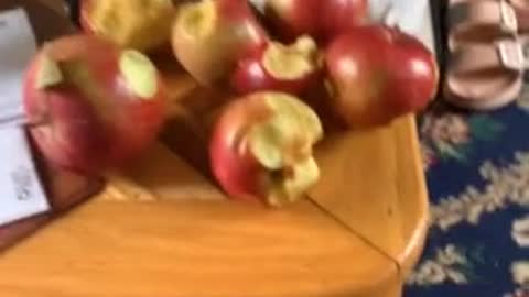 Toddler's favorite food is clearly apples