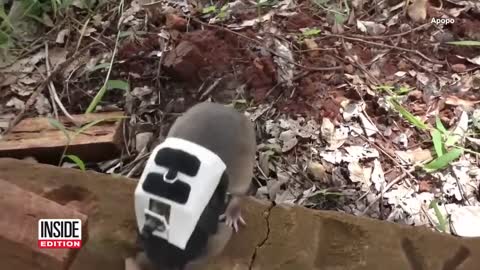 These Rats Hunt for Humans_1