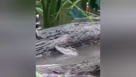 amazing raccoon escape from crocodile attack