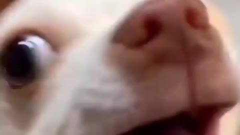 Cute Dog attacks owner 🤣🤣 Chihuahua attack