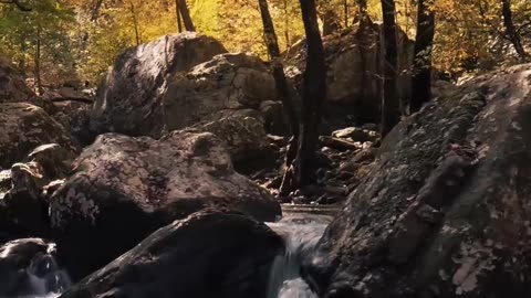 A Rocky River In The Forest #viral#shorts#trending#status#ytshorts#beautiful