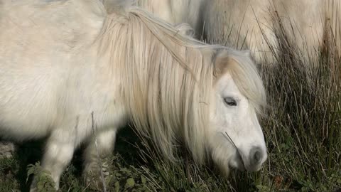 8 MINUTES of CURIOUS SHETLAND PONIES | BEST Relax Music, Meditation, Stress Relief, Calm | TVM