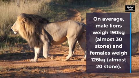 28 Facts About Lions Global Facts see