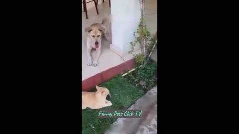 The Funniest Cats and Dogs Videos of 2024 – Part #3
